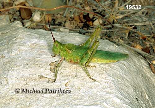Green Fool Grasshopper (Acrolophitus hirtipes)